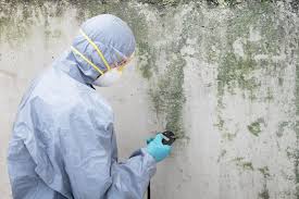 Best Black Mold Removal  in Canal Fulton, OH